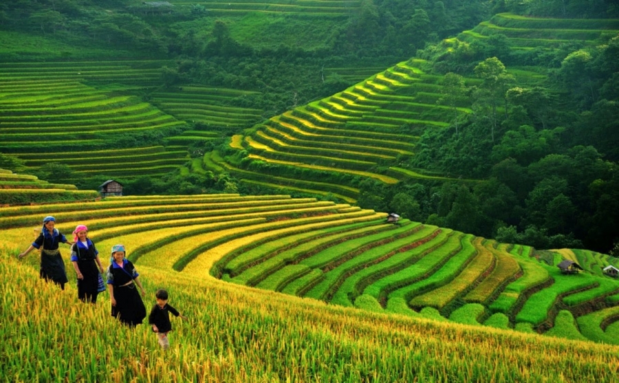 5 Days 4 Nights: Sapa – Lan Ha Bay / Trekking & Crusing